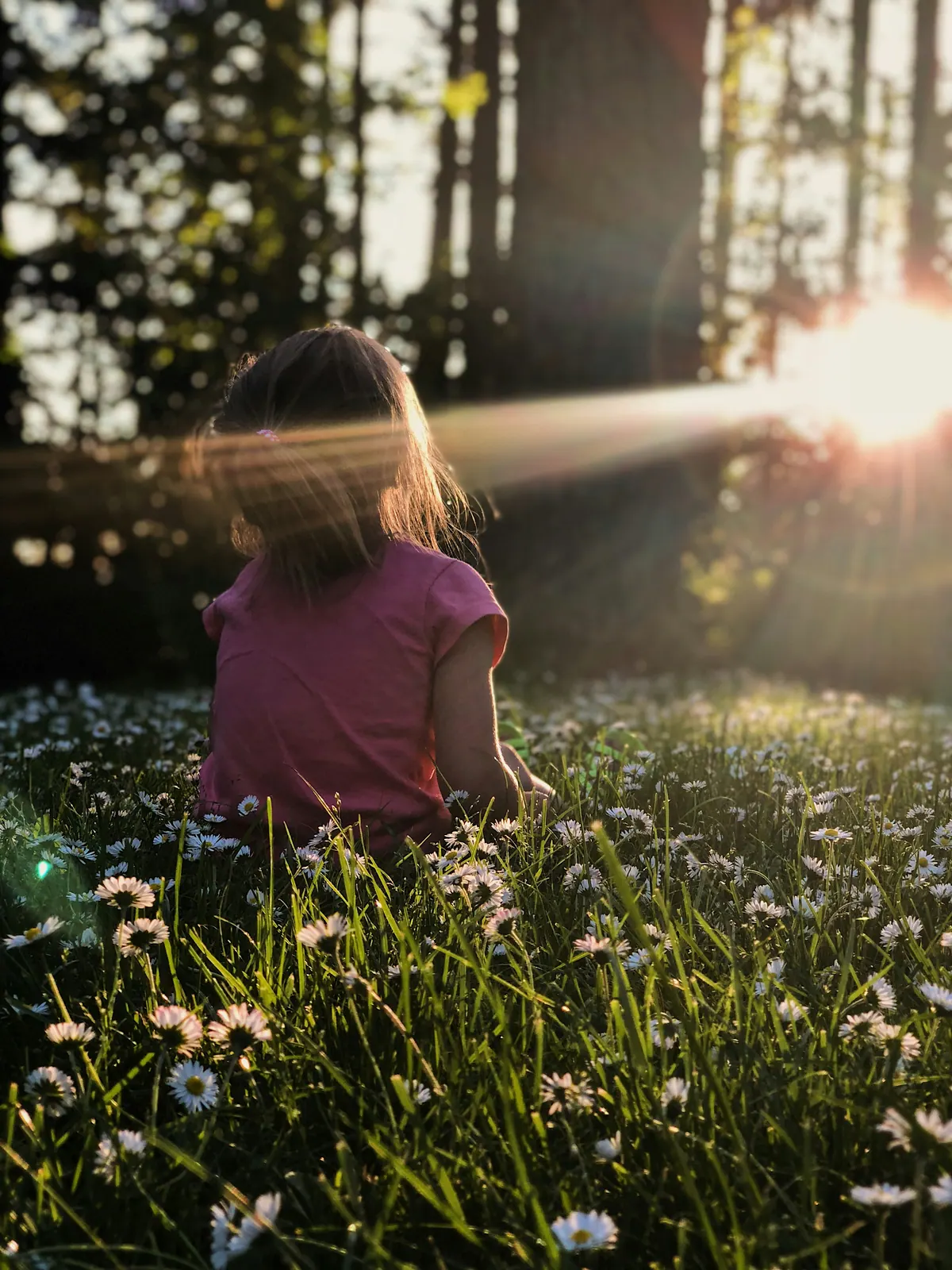 A child sitting among daisies in a meadow, seen from behind in low sunlight